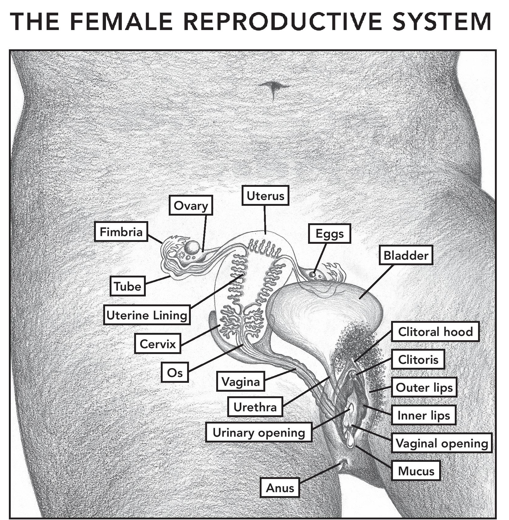 Female Reproductive System Chart