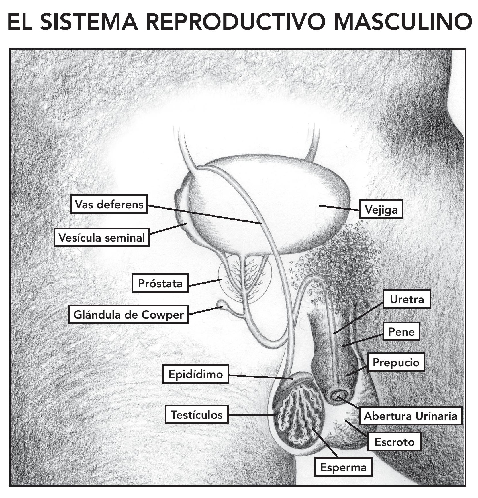 HOC Male Chart.Spanish-image