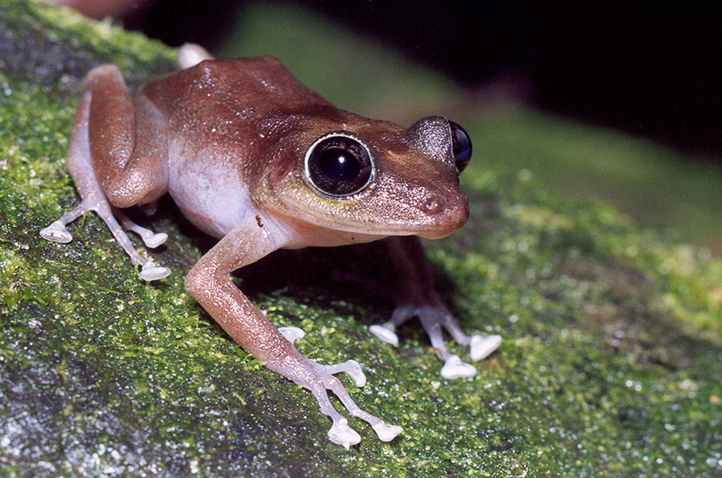 wildlife frog